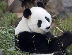 panda 的图像结果
