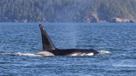 Need For Speed: How Fast Can Orcas Swim? - MarinePatch