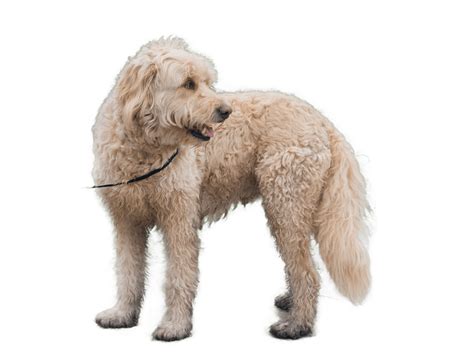 Image result for Annotation Tool in Deep Learning