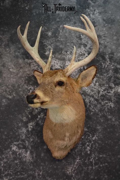 Deer Taxidermy Mounts - All Taxidermy