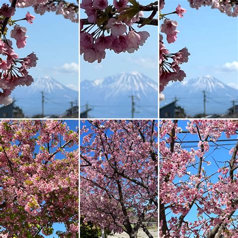 Cherry Blossom Japan 的图像结果
