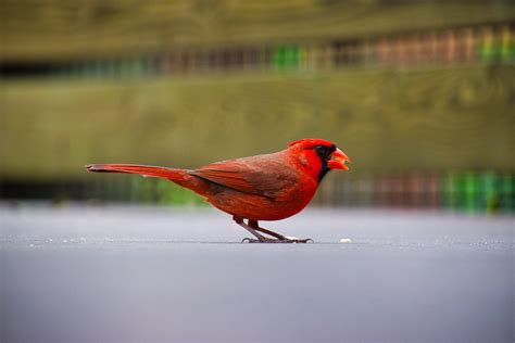 Download Red Beautiful Birds Wallpaper | Wallpapers.com