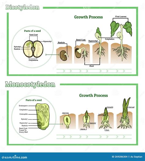Dicot Vs Monocot Monocot Vs Dicot Guide: Exploring Distinctive Plant