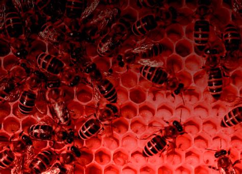 The Young Environmentalist