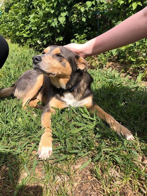 PENNYROYAL RASPBERRY FARM (Murroon) - Campground Reviews & Photos ...