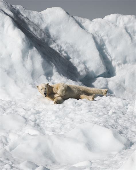 Iceland vs Greenland — Arctic Expeditions