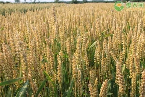 湖南小麦品种推荐 - 惠农网