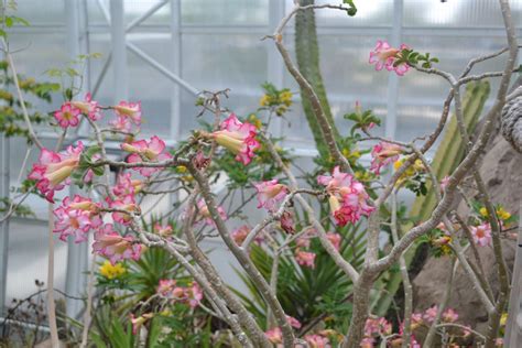 Adenium obesum - Desert Rose | Myriad Botanical Gardens - Oklahoma City ...