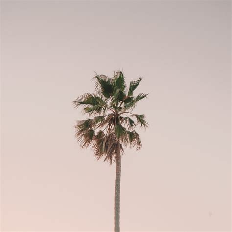 Download wallpaper 2780x2780 palm tree, tree, minimalism, sky ipad air ...