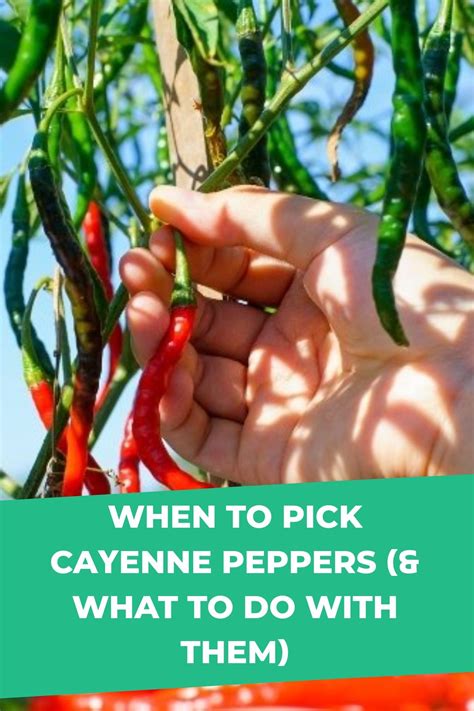 When to Pick Cayenne Peppers (& What to Do With Them) | Cayenne pepper ...