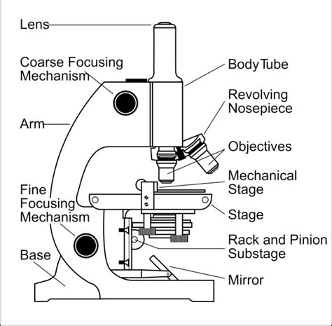 Image result for Light Microscope Model