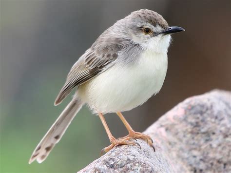 Plain Prinia - eBird