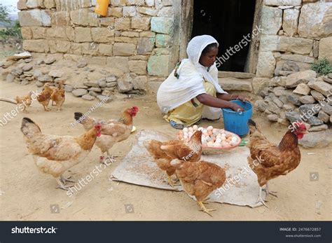 Native Chicken Breeds 的图像结果