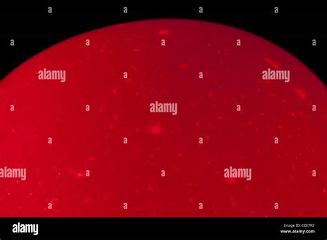 Image result for Alien Egg in Belly