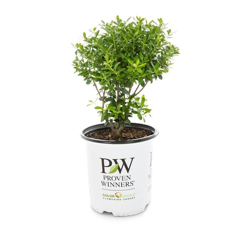 Proven Winners White Strongbox Inkberry Holly Foundation/Hedge Shrub in ...