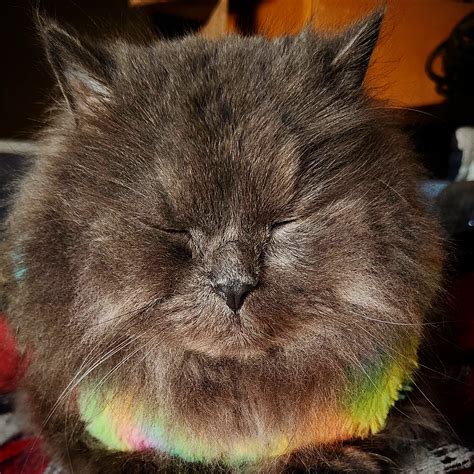 Bella&Bumsy💕😻💕🐾💕😻💕🐾💕😻💕 (@bella_bumsy) • Instagram photos and videos