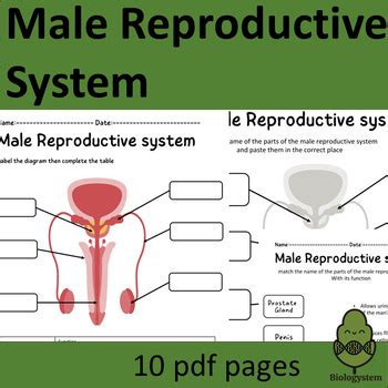 Image result for Male Reproductive System Worksheet