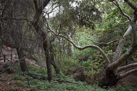 Nature Trail 的图像结果