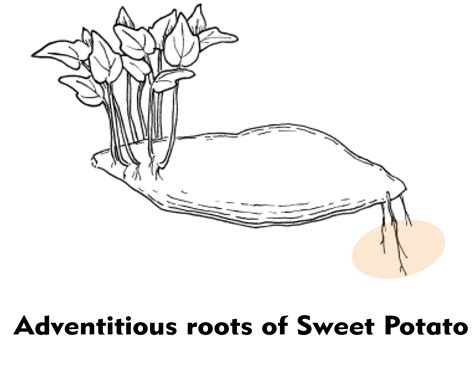 In one plant, adventitious roots are modified for storage and in the ...