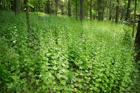 Wisconsin Invasive Plant List
