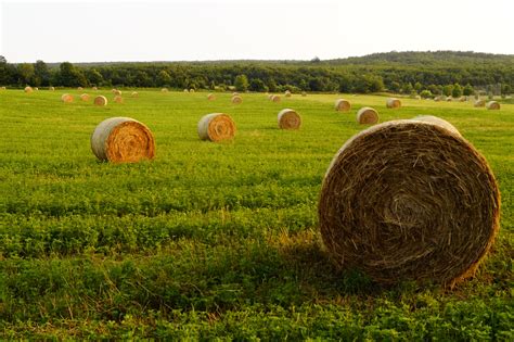 Fields Of Hay at Joseph Gerlach blog