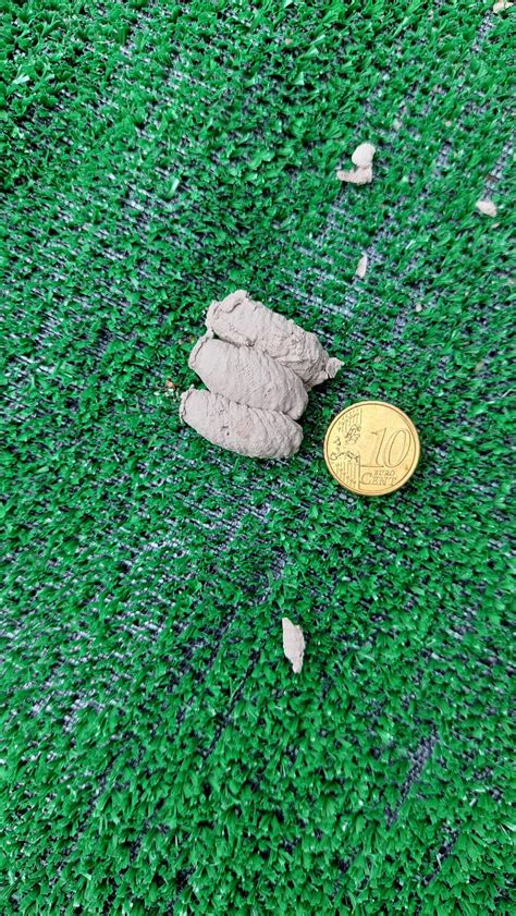 Found this nest with 50+ dead spiders, what was it made by? : r/insects