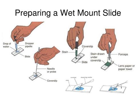 Image result for Microscope Slide Techniques