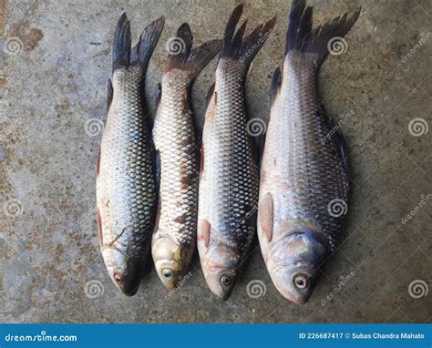 Rohu fish. stock image. Image of natural, outdoors, sale - 226687417