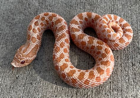 Pink Pastel Albino Western Hognose by Snakes at Sunset - MorphMarket