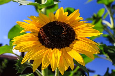 Image result for Sunflower Optimization Algorithm