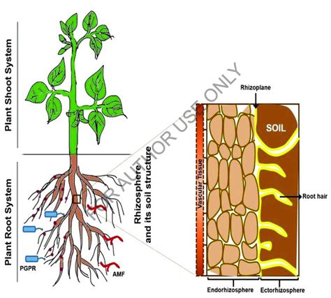 1: Shows root and shoot system of plant | Download Scientific Diagram