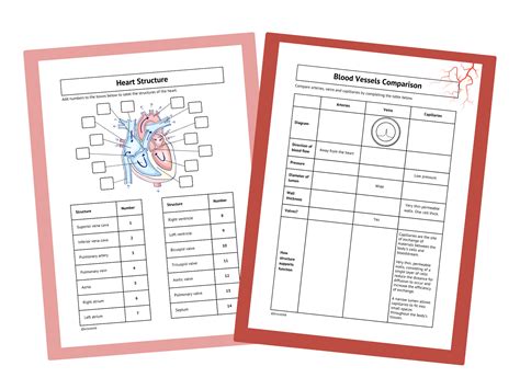 Structure of the Heart and Blood Vessels | Teaching Resources