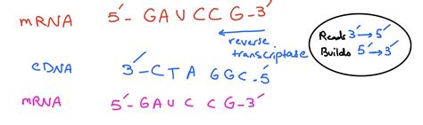 Image result for How Does Reverse Transcriptase Work