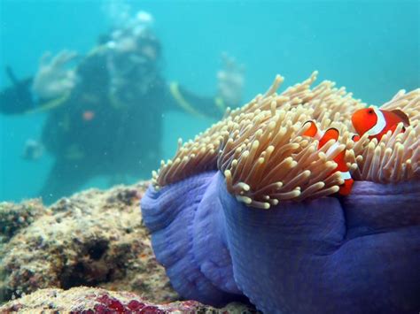 Fun Diving Experience in Palawan - Klook India