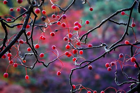 Ranger Class Guide 5E — Five Sided Die