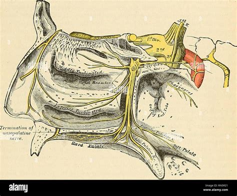 Greater Petrosal Nerve Greater Petrosal Nerve E Anatomy IMAIOS