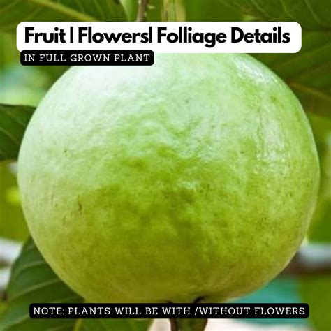 Common Guava Plant / Pera (Psidium guajava) Fruit Live Plant (Home & G ...