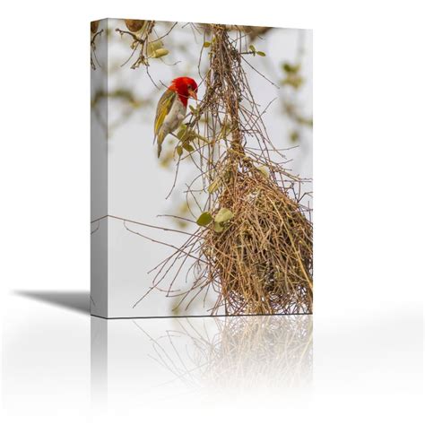 Karmakara South Africa Male red-Headed Weaver on nest - Fine Art Print ...