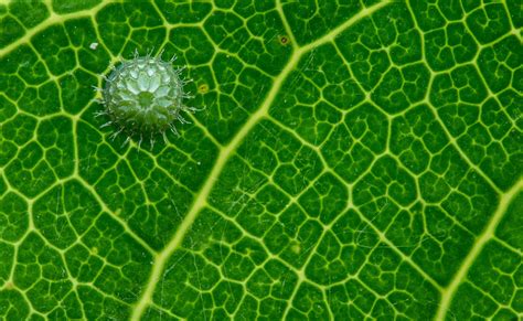 The Dangerous Life Of A Common Baron Caterpillar | Nature inFocus