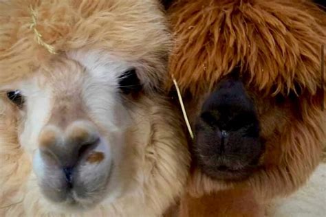 LOWLANDS FARM ALPACAS (2026) All You Need to Know BEFORE You Go (with ...