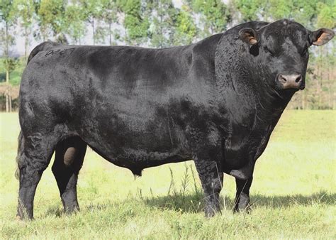 High Quality Aberdeen Angus Bulls for Sale