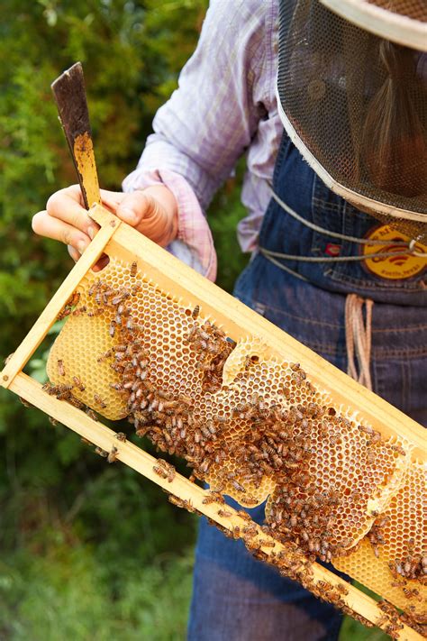 Two Hives Honey | Manor, TX