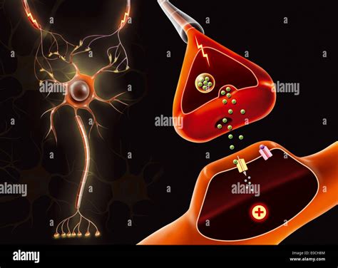 Synaptic Cleft High Resolution Stock Photography and Images - Alamy