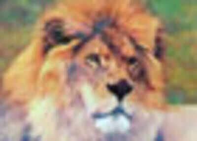 Gujarat govt orders probe into 'lion shows' - Times of India