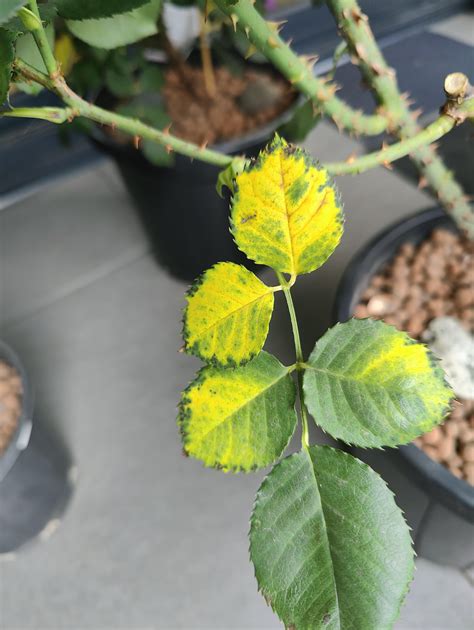 Any ideas why rose leaves turning yellow? : r/gardening