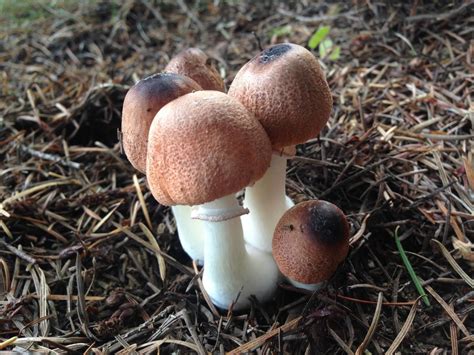 Mushroom Identification | The Intertwine