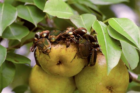 Green Japanese Beetles