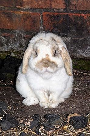 Mini Lop Rabbit Journal : Cool Image Press: Amazon.in: Books