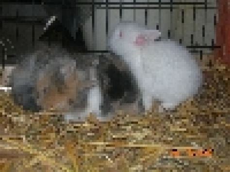 Hasen Kaninchen Kleinanzeigen | Hasen Kaninchen Annoncen | Hasen ...