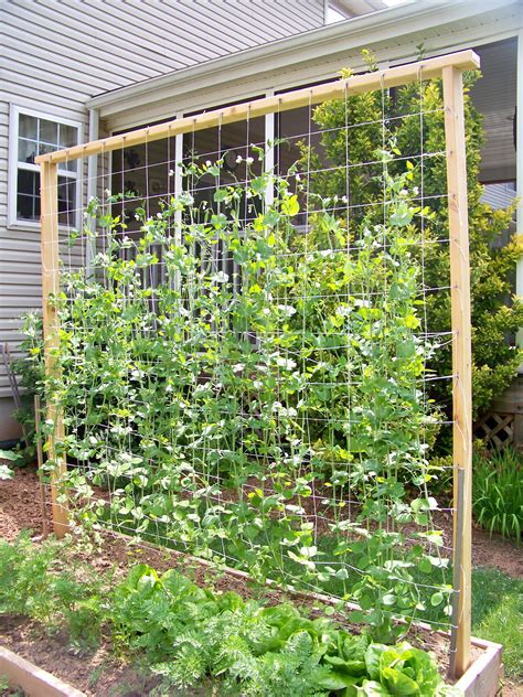 Our 'snap' pea trellis... ~7 ft | Bahçe tasarım fikirleri, Organik ...